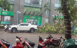 Hà Nội mưa như trút, cây cối đổ rạp, ô tô thoát nạn trong gang tấc 