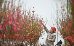 Bộ Nội vụ thống nhất nghỉ Tết Nguyên đán năm 2024 kéo dài 7 ngày