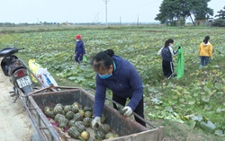 Mượn ruộng trồng cây vụ Đông gây quỹ Hội