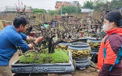 Kỳ công chăm sóc đào Thất thốn có giá hàng chục triệu đồng chơi Tết