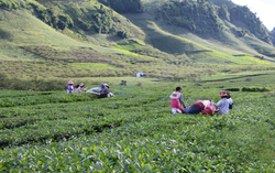 Chuyển đổi cơ cấu cây trồng, đẩy lùi cây chứa chất ma túy ở Sơn La