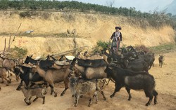 Đề xuất phát triển mô hình sản xuất giúp đẩy lùi cây chứa chất ma túy ở Lai Châu