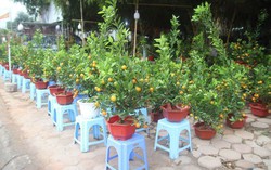 Rủi ro đeo bám người buôn hoa cây cảnh Tết