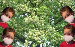 Trong não bộ bạn có những "neuron chuối", sinh ra chỉ để ngửi mùi chuối, và cả "neuron hoa sữa" nữa, liệu bạn có thể "tắt" chúng đi không?