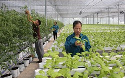 Một số chính sách mới của Chính phủ có hiệu lực từ tháng 11/2024