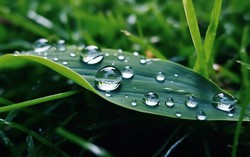 Lặng nghe tiếng sương