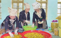 Thách thức với lao động nữ khu vực kinh tế tập thể trong bối cảnh chuyển đổi số