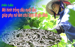 Đắk Lắk: Mô hình trồng dâu nuôi tằm giúp phụ nữ làm chủ kinh tế gia đình