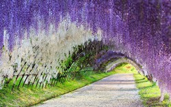 Truyện ngắn: Con đường hoa