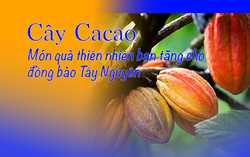 Đời sống người dân được cải thiện nhờ cây cacao
