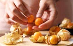 Bất ngờ với công dụng của trái thù lù, trước mọc dại giờ là vị thuốc quý được