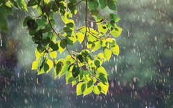 Bình minh mưa
