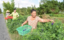 Điều kiện và thủ tục để đồng bào dân tộc thiểu số thuộc hộ nghèo ở Trà Vinh được giao đất