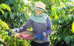Chương trình NESCAFÉ Plan được vinh danh ở hạng mục cao nhất tại giải thưởng vì cộng đồng