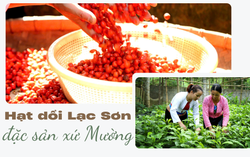 Hạt dổi Lạc Sơn, đặc sản xứ Mường