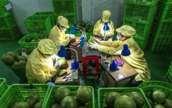 Những phụ nữ ở Bến Tre "làm đẹp" cho bưởi xuất ngoại