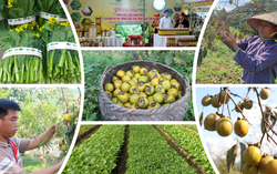 Rau cải làn, rau cải ngồng hoa vàng, Hồng không hạt Bảo Lâm: Niềm tự hào nông sản Cao Lộc, Lạng Sơn