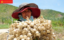 Ăn tại ruộng, nông dân đảo Lý Sơn hối hả chuẩn bị vụ tỏi mới