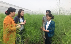 Hội LHPN tỉnh Bắc Ninh: Tham mưu, xây dựng chính sách đặc thù riêng để hỗ trợ phụ nữ khởi nghiệp