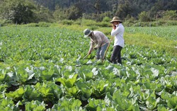 Lao Cai: Đẩy mạnh phát triển vùng sản xuất rau xanh an toàn