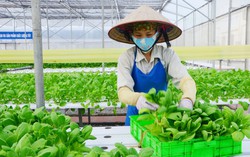 Ngoại giao kinh tế 2024 tập trung vào chuyển đổi xanh