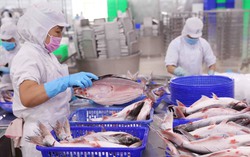 Cổ phiếu VHC của "bà trùm" thủy sản Vĩnh Hoàn bật tăng lại vùng cao nhất 16 tháng