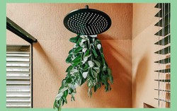 Mùa cúm, treo loại lá này trong phòng tắm để nhận được nhiều lợi ích bất ngờ