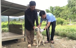 Tập trung thực hiện nghiêm công tác phòng, chống bệnh Dại