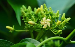 Dây thìa canh có tác dụng gì? Sử dụng dây thìa canh như thế nào?
