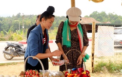 Vườn dâu tây của vợ chồng 9x trên đất Mường Phăng 
