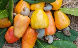 Không phải hạt điều, đây mới là bộ phận trên cây điều giàu vitamin C, tốt cho sức khỏe 