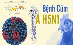 Ca nhiễm cúm A/H5N1 đầu tiên trong năm tử vong sau 12 ngày phát bệnh