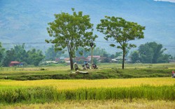 Truyện ngắn: Ủ vào bùn non