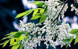 Hoa sưa gọi yên bình