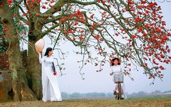 Hoa gạo tháng 3