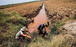 Thủ tướng chỉ đạo ứng phó đợt xâm nhập mặn cao điểm tại Đồng bằng sông Cửu Long