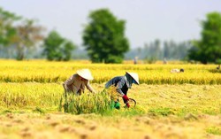 Mỗi lần về quê, con dâu lại theo mẹ chồng ra đồng