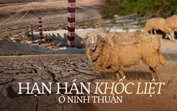 Tận mắt thấy những đàn cừu Ninh Thuận chết khô, hồ nước trơ đáy, nứt nẻ trong hạn hán khốc liệt miền Trung