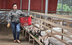 Khởi nghiệp từ những mô hình trồng trọt, chăn nuôi tại địa phương