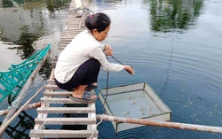 Quảng Bình: Giải quyết việc làm giúp người nghèo có thu nhập ổn định