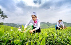 Trải nghiệm nhiều hành trình du lịch hấp dẫn trong dịp Giỗ Tổ Hùng Vương - Lễ hội đền Hùng năm 2024