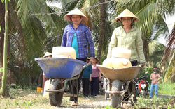 Phụ nữ Bến Tre chống xâm nhập mặn bằng tích trữ, lấy nước ngọt ở ao
