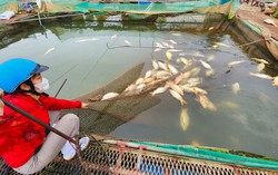 Hàng trăm tấn cá chết ở Hải Dương: “Chết đứng” nhìn tài sản trôi theo dòng nước