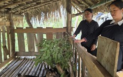 Nguồn vốn nhỏ giúp phụ nữ vùng cao phát triển kinh tế