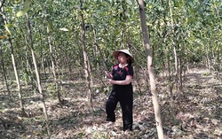 Tận dụng nguồn vốn vay để làm giàu từ rừng keo