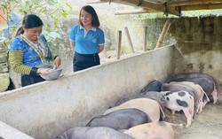 Phụ nữ người Mông vượt qua định kiến, phát triển kinh tế gia đình bằng những mô hình thiết thực