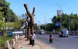 TPHCM: Hàng cây xanh bị cắt trụi lủi, thân trơ trọi giữa nắng nóng gay gắt