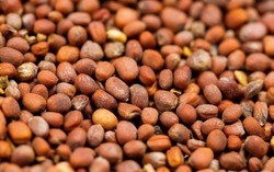 Loại hạt giúp giải độc gan, hạ huyết áp và phòng ngừa ung thư