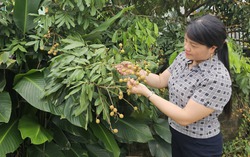 Người phụ nữ Cao Lan biến đất đồi thành tiền