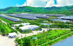 Hệ sinh thái "Net Zero" đã vượt ra ngoài những trang trại xanh của Vinamilk